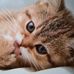 Dawn Cornellier - Facebook