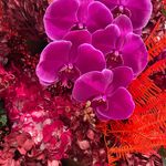 Dawn Craig Cornell - @ahcornellandson - Instagram