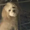 dawnpalmercornell - @dawnpalmercornell - TikTok