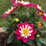 Dawn Criddle - @dawn.criddle.9 - Instagram