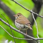 Dawn Cripps - @dawnconservation - Instagram