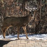 Dawn Of The Deer - @donnathedeer - Instagram