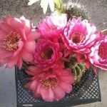 Dawn Dietz - @desertdawn42 - Instagram