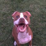dawn dietz - @dawndietz - Instagram