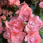 Dawn Dutton - @drdutton - Instagram