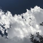 dawn  escobar - @thelittleblacklambproject - Instagram