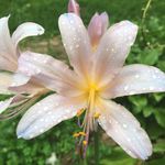 Dawn Ewald - @buddingrose92 - Instagram