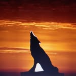 Dawnfall Shadow Wolf Pack - @dawnfallshadowpack - Instagram