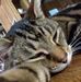 Dawn Freeman - Facebook