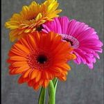 Dawn Gallagher - @dawngallagher58 - Instagram