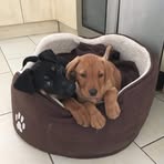 Dawn Gallant - Facebook