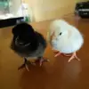 dawnlegault - @dawnlegault - TikTok