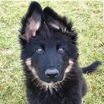 Dawn - @german.shepherd_dawn - Instagram