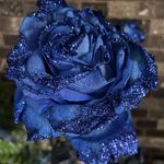 Dawn German Thorburn - @dthorbu - Instagram