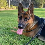 Dawn the German Shepherd 🐾 - @dawn_thegsd - Instagram