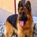 Red Dawn German Shepherds - Facebook