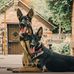 Von Dawn German Shepherds - Facebook