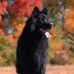 Von Dawn German Shepherd's - Facebook