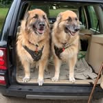 Dawn Golding - @dawnagolding - Instagram