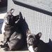 Dawn Goldsmith - Facebook