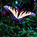 Dawn Goodnight - Facebook