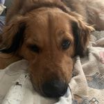 Dawn Graber - @jjm_southernpreciouspaws - Instagram