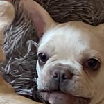 Dawn Hamilton - @casper.the.french.bulldog - Instagram