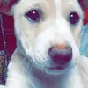 Dawn Harsch - @dawn.harsch4 - TikTok
