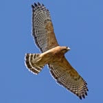 Dawn Hawk - @donhawk1 - Instagram