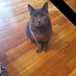 Dawn Showalter - @dawn.hawk.923 - Instagram