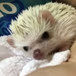 😽 - @dawn_hedgehog - Instagram