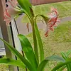 Dawn Hedges - @dawn.hedges - TikTok