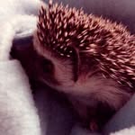hedgehog 🌈❣️ - @dawn.hedgehog - Instagram