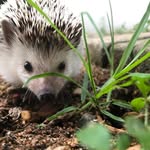 James/Ross Pickford - @dusk_dawn_the_hedgehogs - Instagram