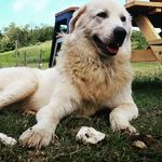 High Valley Dawn Permaculture - @highvalleydawnpermaculture - Instagram