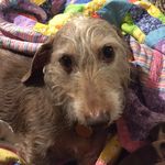 Dawn Hinds - @longdogstitchery - Instagram