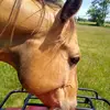 Foxtrotter - @dawnhodges257 - TikTok