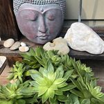 Dawn Holmberg - @hoodiaolivia - Instagram