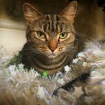 Dawn Holt - @poshcathaven - Instagram
