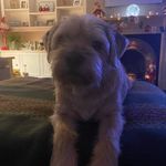Dawn Johnston - @dawnage45 - Instagram