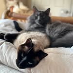 Dawn Kaiser - @queenbeeofcats - Instagram