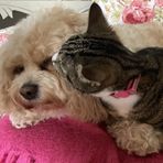 Dawn Knipe - Facebook
