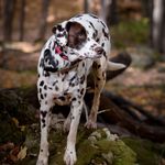 Dawn & Lacey - @laceythedalmatian - Instagram
