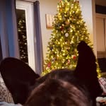 Dawn Lacey - @dlacey_remyandrouxmom - Instagram