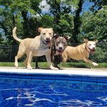 Dawn Lamarca - @dlamarca99 - Instagram