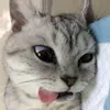 Syucc - @dawnletted - TikTok