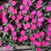 Dawn Leverett 2 - Facebook