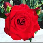 Dawn Libby Williams - @usman.tofik.7 - Instagram