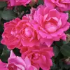 Dawn_Likes_Makeup - @dawnlikesmakeup - TikTok