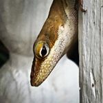 Dawn McCormick - @skylightartstudio - Instagram